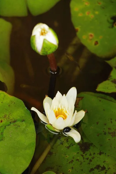 Lótus bonita na lagoa com a natureza — Fotografia de Stock