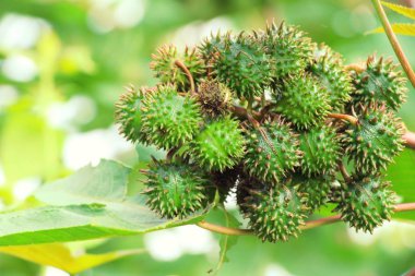 Hint yağı bitki ağaç doğa ile üzerinde