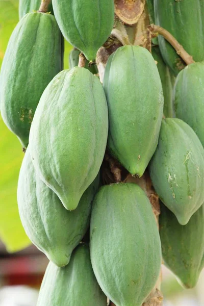 Papaya opknoping op boom met in nuture — Stockfoto