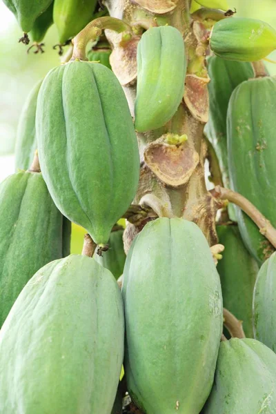 Papaya opknoping op boom met in nuture — Stockfoto