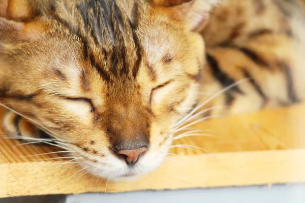 Die Katze schläft auf dem Boden — Stockfoto