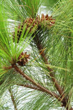 Çam kozalakları ağaç doğa ile