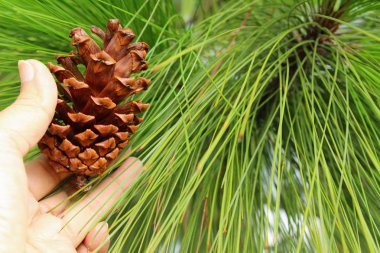 Çam kozalakları ağaç doğa ile