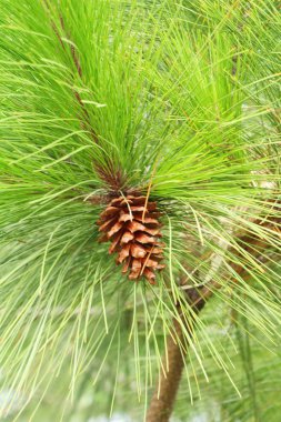 Çam kozalakları ağaç doğa ile