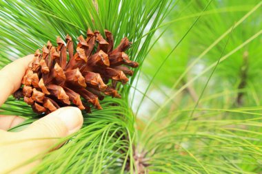 Çam kozalakları ağaç doğa ile