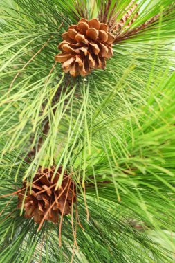 Çam kozalakları ağaç doğa ile