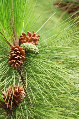 Çam kozalakları ağaç doğa ile