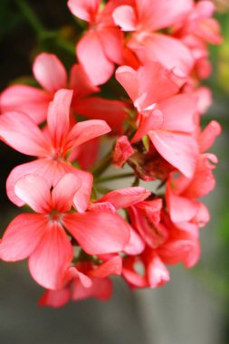 kırmızı çiçek bahçesinde güzelliktir