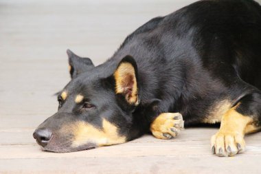 Siyah köpek sevimli yerde uyuyor