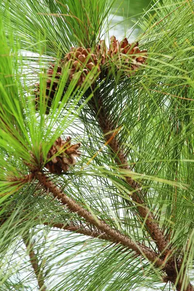 Çam kozalakları ağaç doğa ile