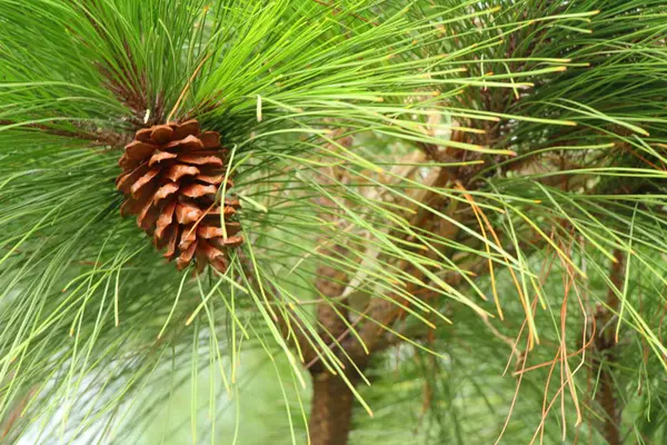 Cones de pinheiro na árvore com a natureza — Fotografia de Stock