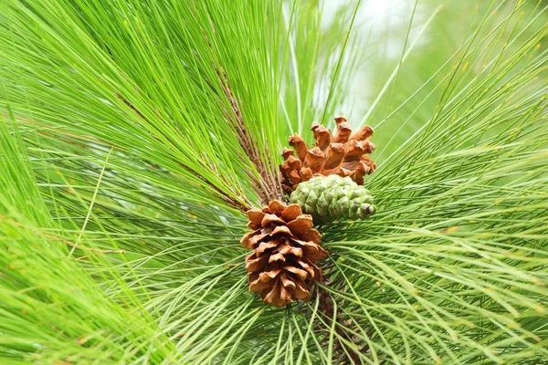 Cones de pinheiro na árvore com a natureza — Fotografia de Stock