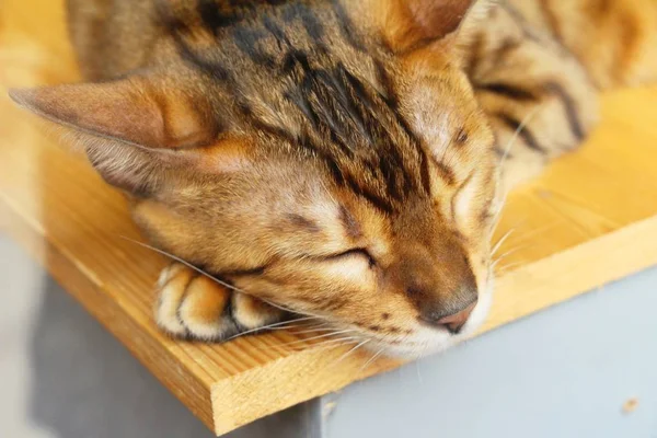 El gato está durmiendo en el suelo — Foto de Stock