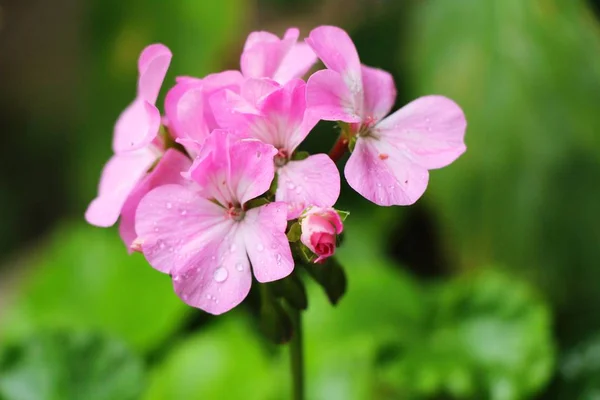 La flor rosa es belleza en el jardín — Foto de Stock