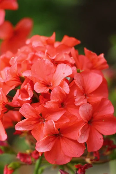 Flor roja es la belleza en el jardín — Foto de Stock