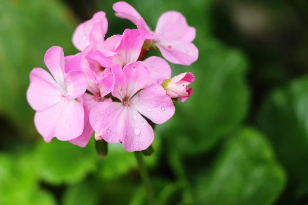 La flor rosa es belleza en el jardín — Foto de Stock