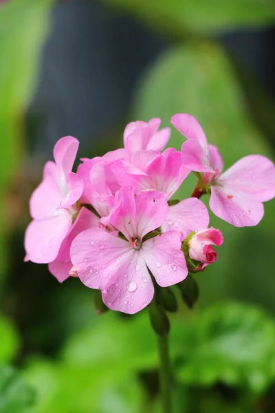 La flor rosa es belleza en el jardín — Foto de Stock