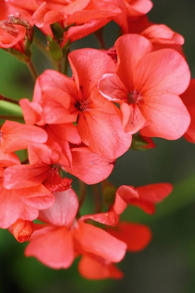 Flor roja es la belleza en el jardín — Foto de Stock