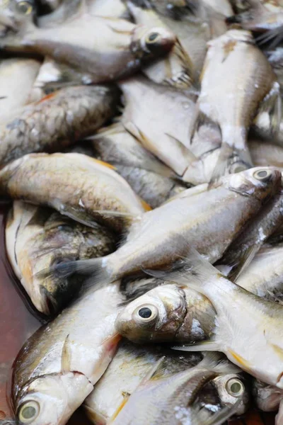 Čerstvé ryby pro vaření na trhu — Stock fotografie