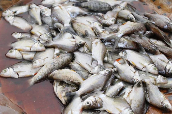 Свіжа риба для приготування на ринку — стокове фото