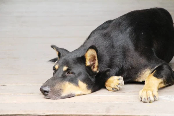 Черный пес милый спит на земле — стоковое фото