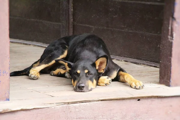 Black dog cute is sleeping on ground — Stock Photo, Image
