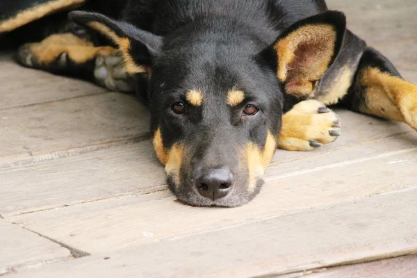 Noir chien mignon dort sur le sol — Photo