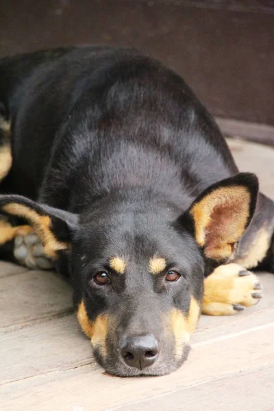 Siyah köpek sevimli yerde uyuyor