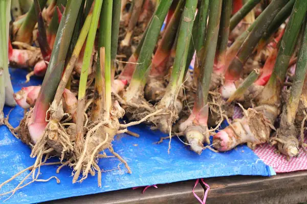 Färsk galangal för matlagning på marknaden — Stockfoto