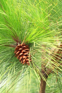 Çam kozalakları ağaç doğa ile