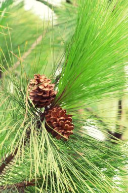 Çam kozalakları ağaç doğa ile