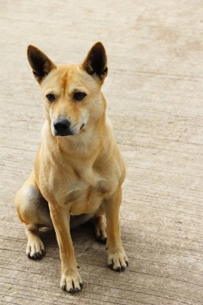 Marrón perro lindo es mirando fijamente en suelo — Foto de Stock