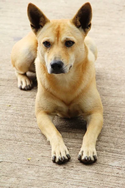 Brązowy pies ładny patrząc na piętrze — Zdjęcie stockowe