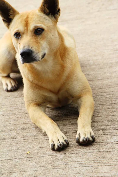 Marrón perro lindo es mirando fijamente en suelo —  Fotos de Stock