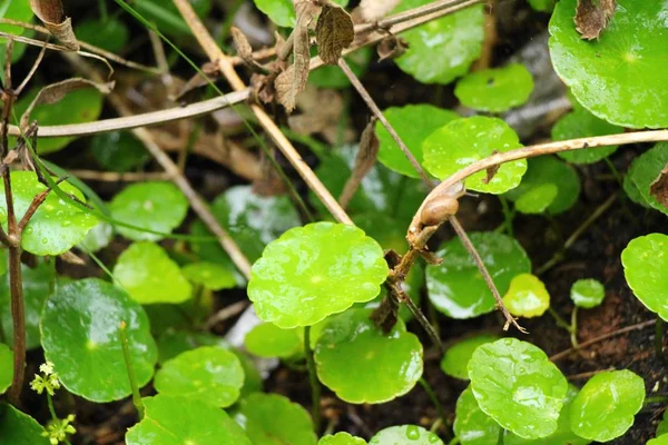Zelený list v zahradě s přírodou — Stock fotografie