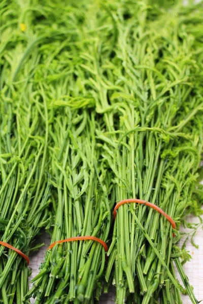 Acacia pennata voor het koken op de markt — Stockfoto