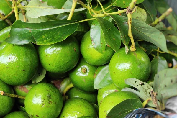 El aguacate verde fresco es delicioso en el mercado — Foto de Stock
