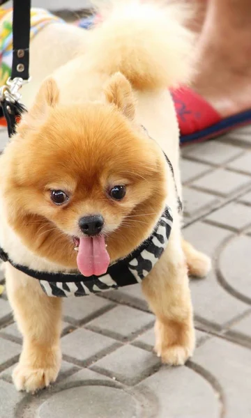 Cute Pomeranian psa — Zdjęcie stockowe