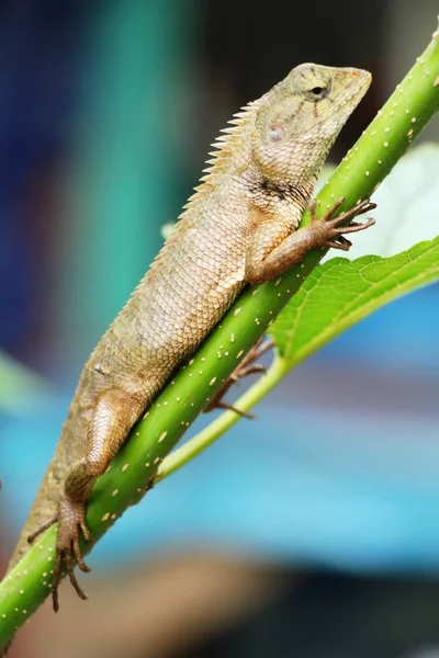 Camaleão em uma árvore com a natureza — Fotografia de Stock