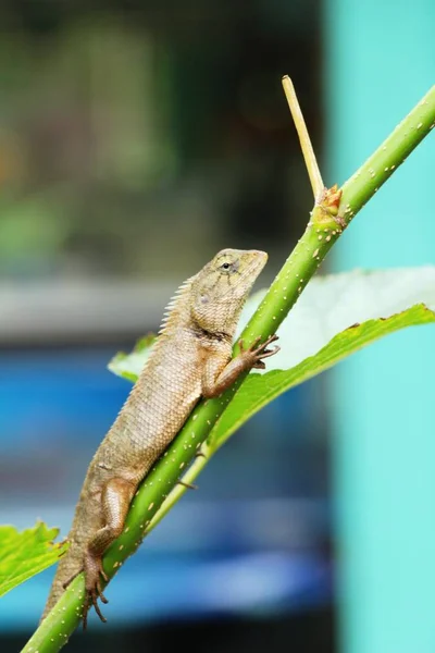 Chameleon on a tree with the nature — Stock Photo, Image