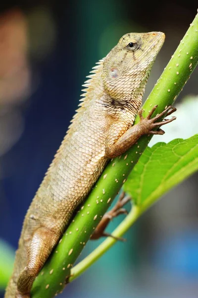 Chameleon on a tree with the nature — Stock Photo, Image