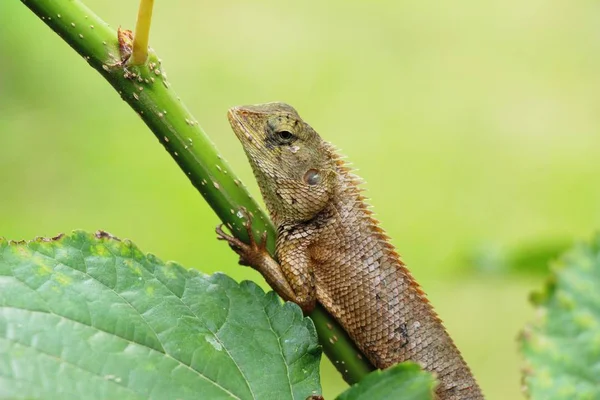 Chameleon on a tree with the nature — Stock Photo, Image
