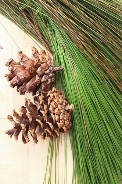 소나무 콘 및 나무 배경 메모장 — 스톡 사진