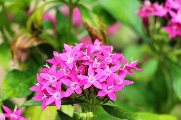 Růžový květ je krása na zahradě — Stock fotografie