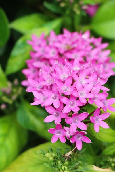 핑크 꽃 정원에서 아름다움은 — 스톡 사진