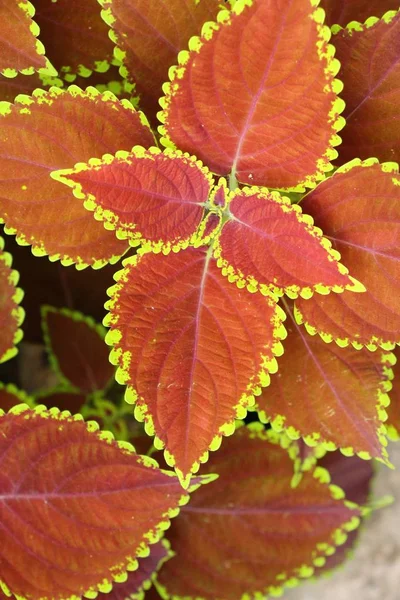 Foglie rosse in giardino con la natura — Foto Stock