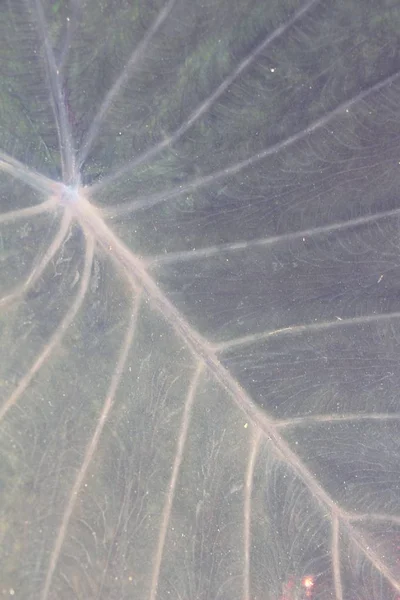 Leaf bakgrunden är skönhet i naturen — Stockfoto