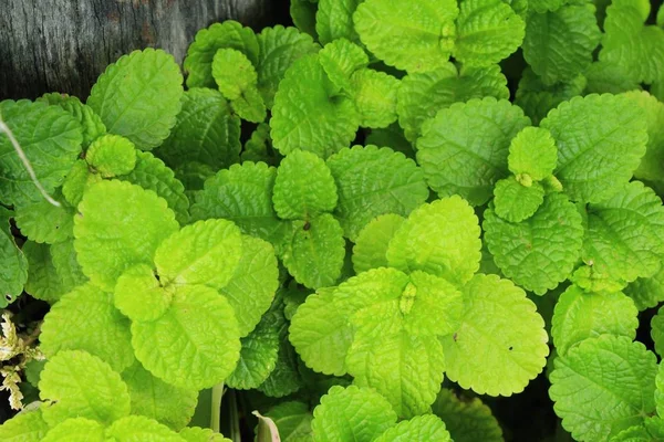 Foglie di menta pepe in giardino con la natura — Foto Stock