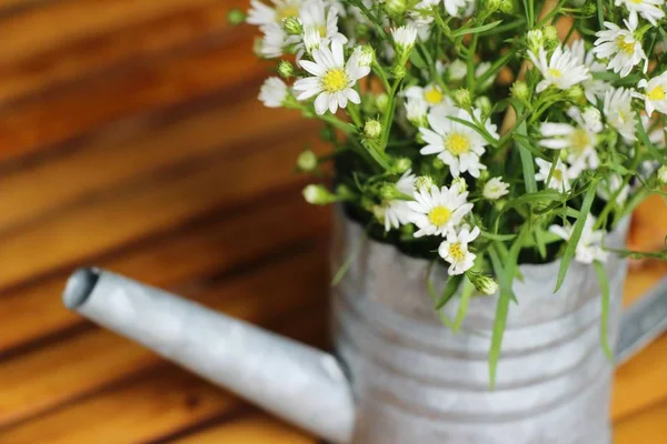 Schöne Gänseblümchen-Blume mit Natur im Garten — Stockfoto