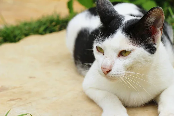 Gato é lindo estão olhando — Fotografia de Stock